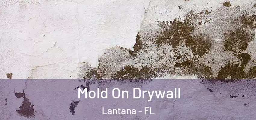  Mold On Drywall Lantana - FL