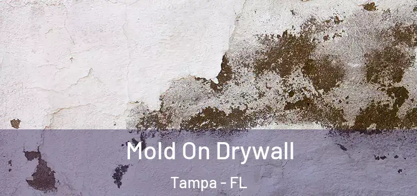  Mold On Drywall Tampa - FL