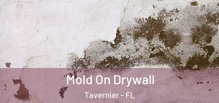 Mold On Drywall Tavernier - FL