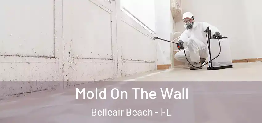  Mold On The Wall Belleair Beach - FL