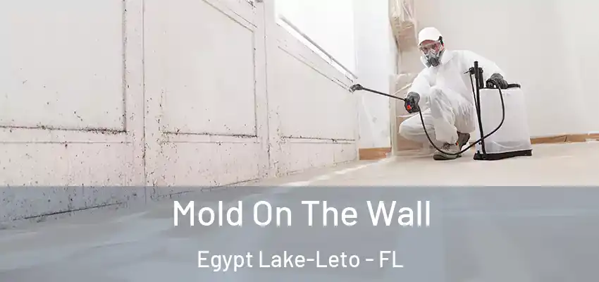  Mold On The Wall Egypt Lake-Leto - FL