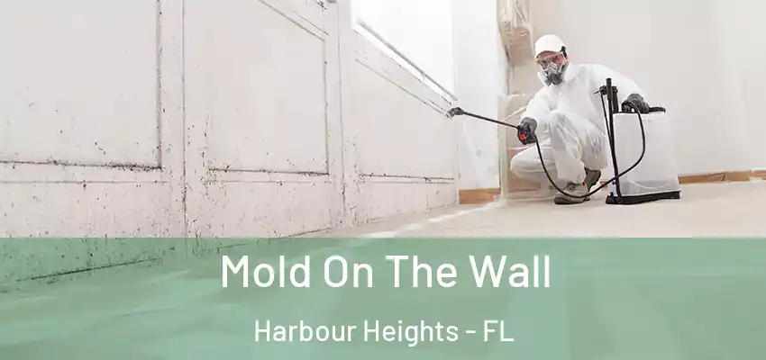 Mold On The Wall Harbour Heights - FL