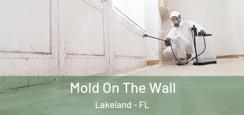 Mold On The Wall Lakeland - FL