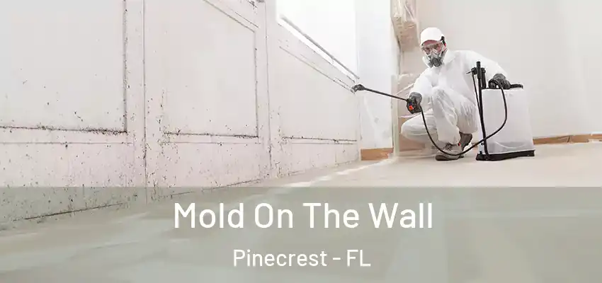 Mold On The Wall Pinecrest - FL