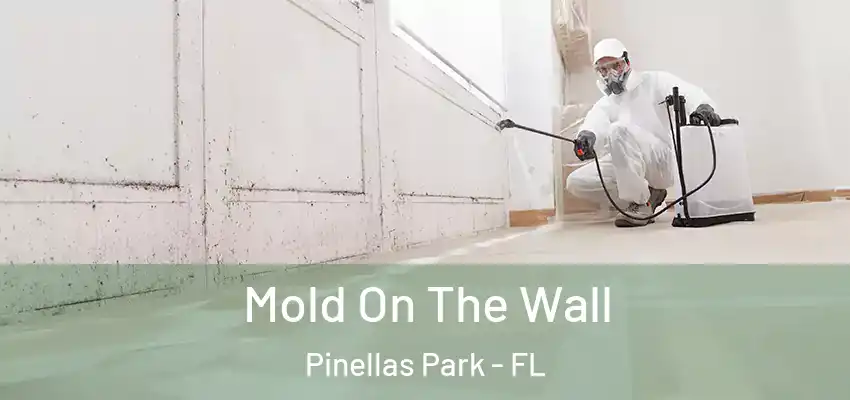 Mold On The Wall Pinellas Park - FL