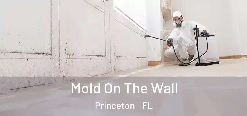 Mold On The Wall Princeton - FL