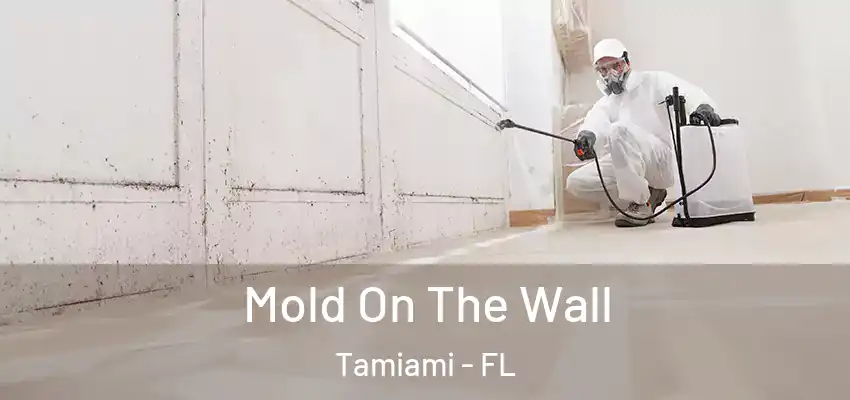  Mold On The Wall Tamiami - FL