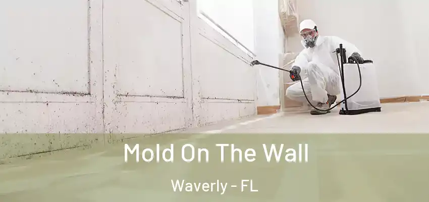 Mold On The Wall Waverly - FL