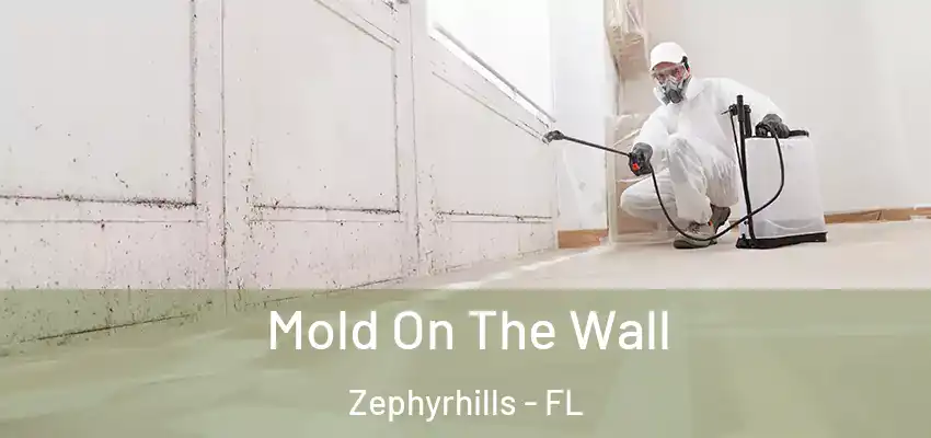 Mold On The Wall Zephyrhills - FL