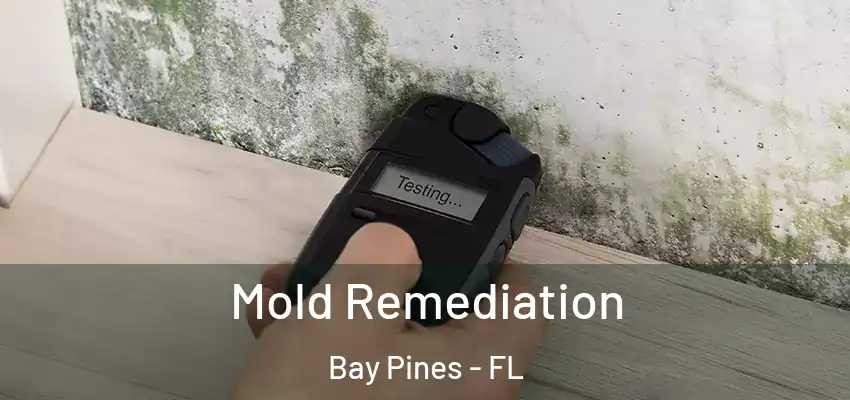  Mold Remediation Bay Pines - FL