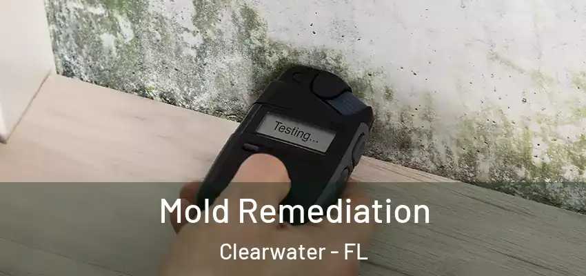  Mold Remediation Clearwater - FL
