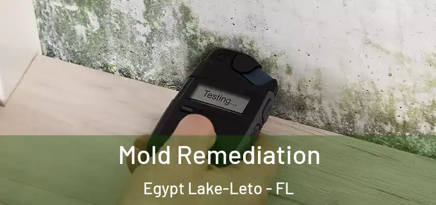 Mold Remediation Egypt Lake-Leto - FL