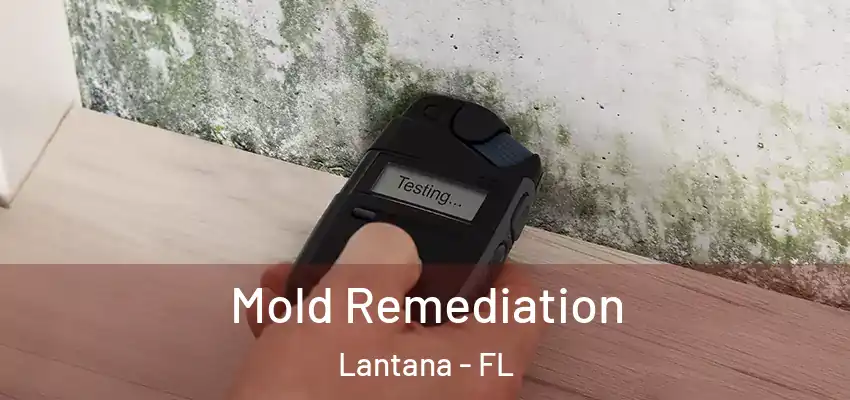 Mold Remediation Lantana - FL