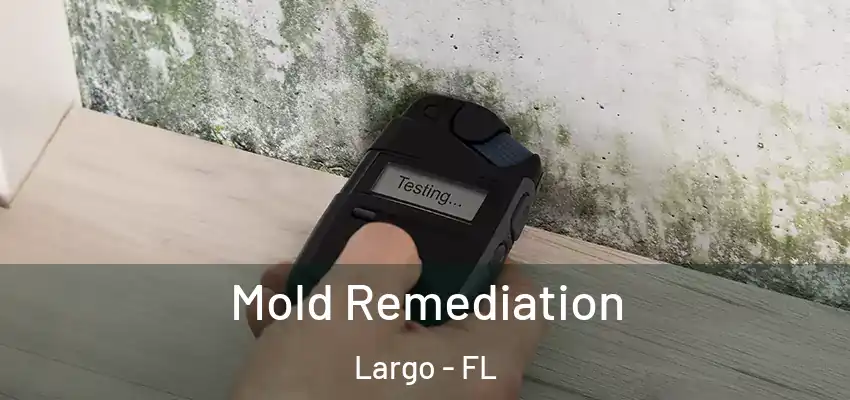 Mold Remediation Largo - FL