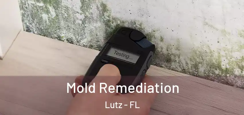Mold Remediation Lutz - FL