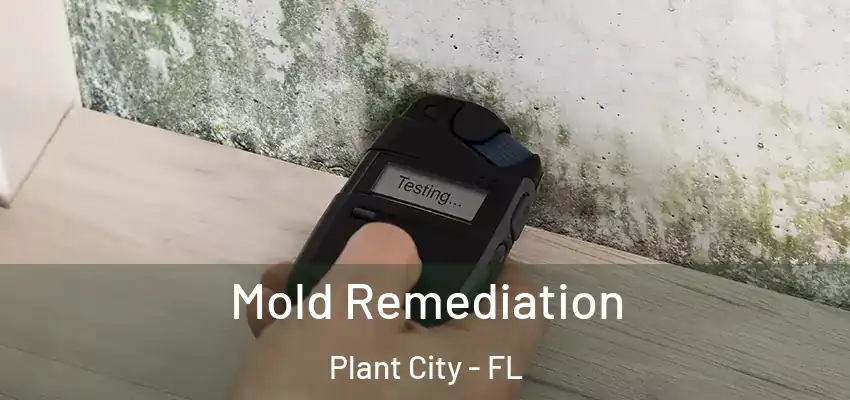Mold Remediation Plant City - FL