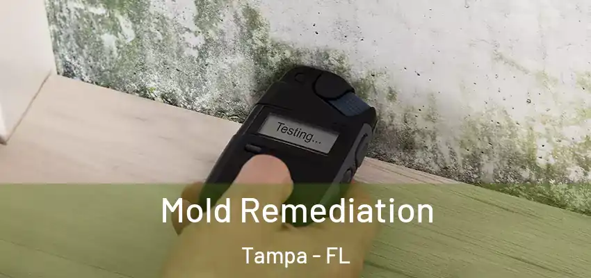  Mold Remediation Tampa - FL