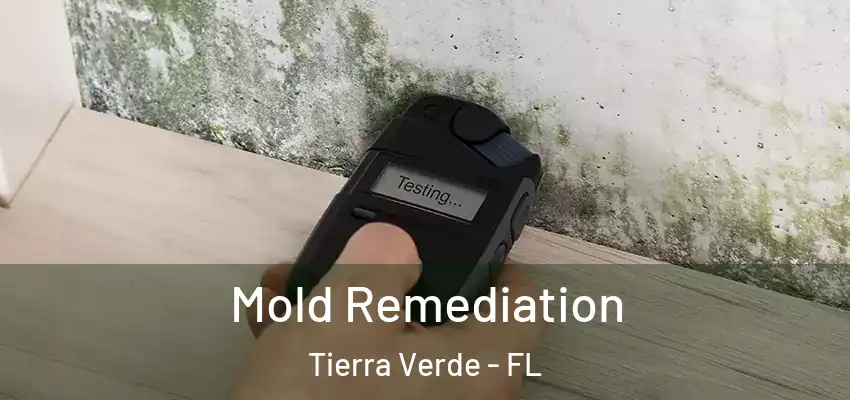  Mold Remediation Tierra Verde - FL