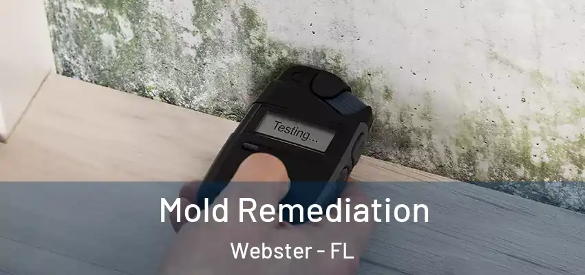 Mold Remediation Webster - FL