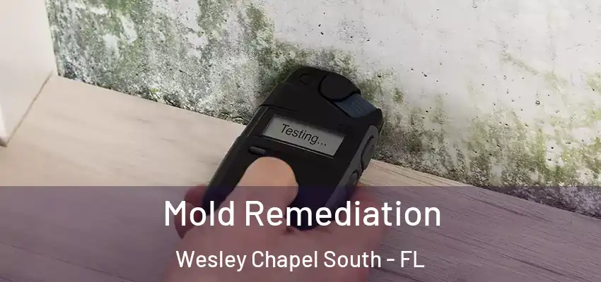 Mold Remediation Wesley Chapel South - FL