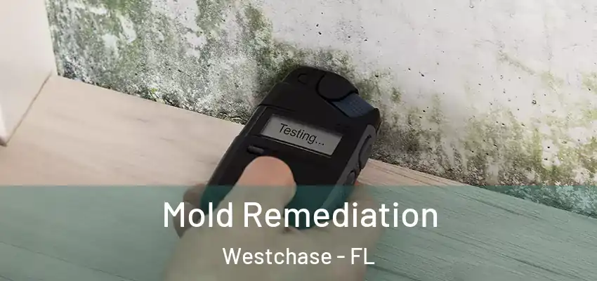 Mold Remediation Westchase - FL