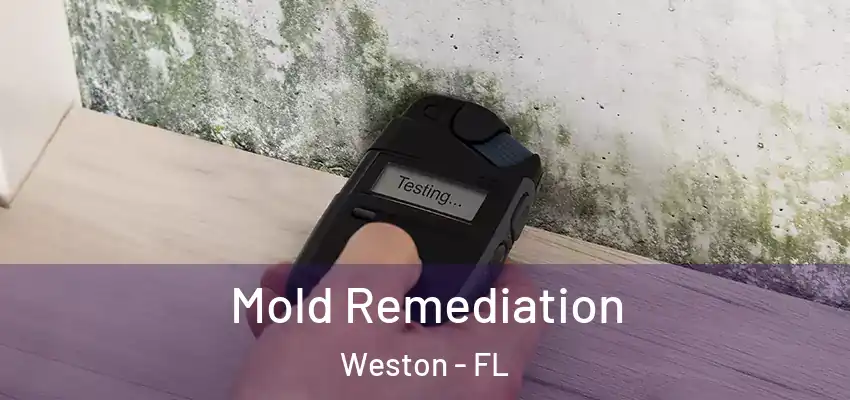  Mold Remediation Weston - FL