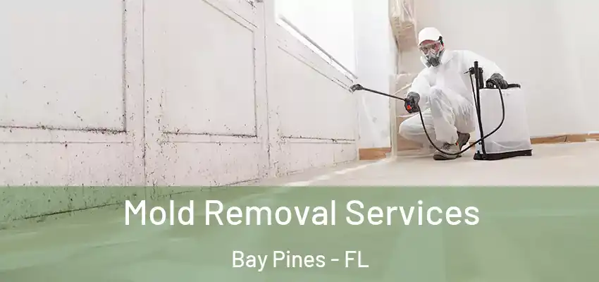  Mold Removal Services Bay Pines - FL