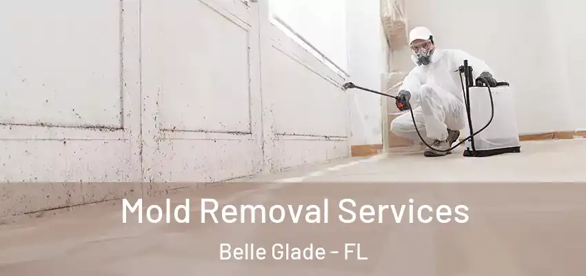  Mold Removal Services Belle Glade - FL