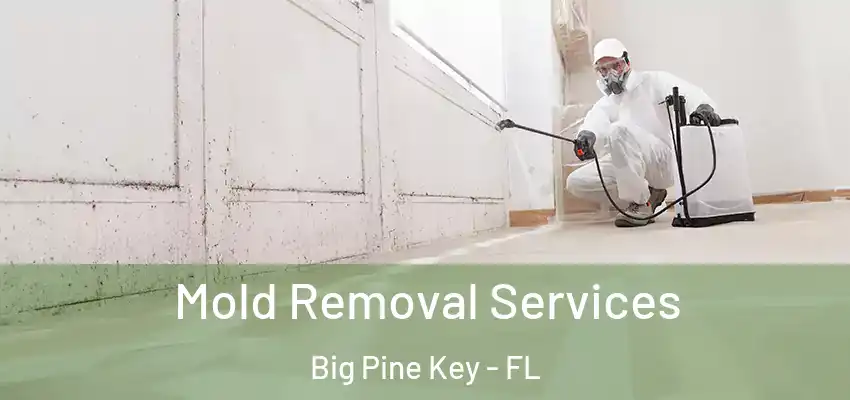  Mold Removal Services Big Pine Key - FL
