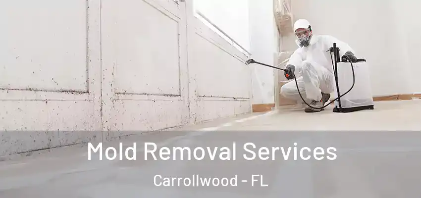 Mold Removal Services Carrollwood - FL