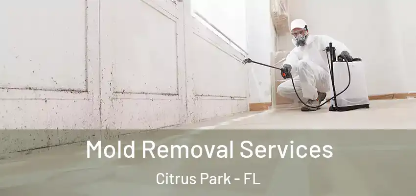  Mold Removal Services Citrus Park - FL