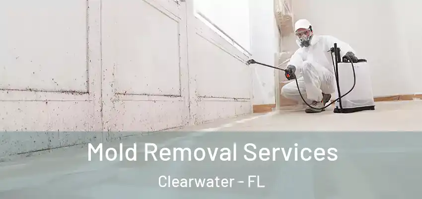 Mold Removal Services Clearwater - FL