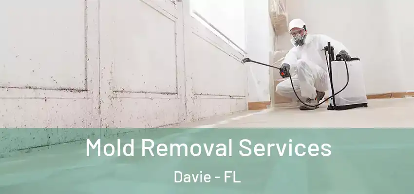 Mold Removal Services Davie - FL