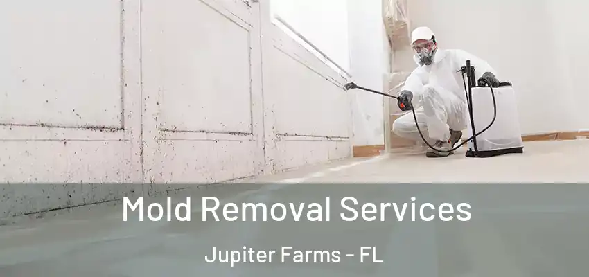  Mold Removal Services Jupiter Farms - FL