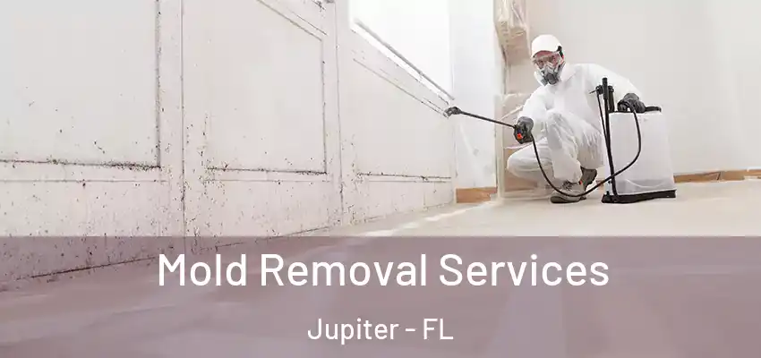  Mold Removal Services Jupiter - FL