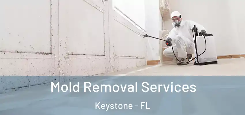Mold Removal Services Keystone - FL