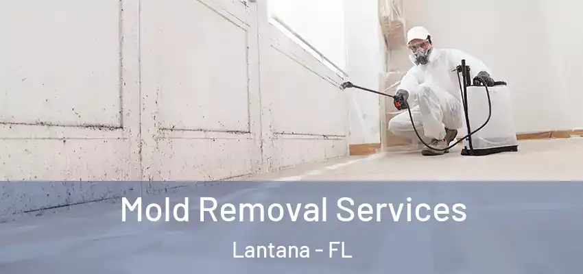  Mold Removal Services Lantana - FL