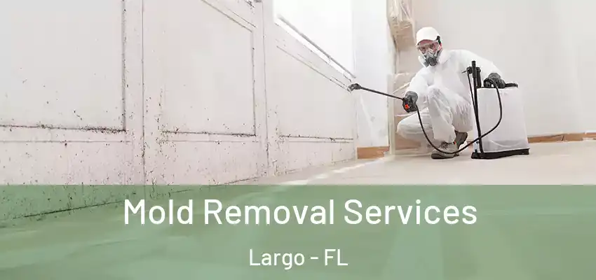 Mold Removal Services Largo - FL