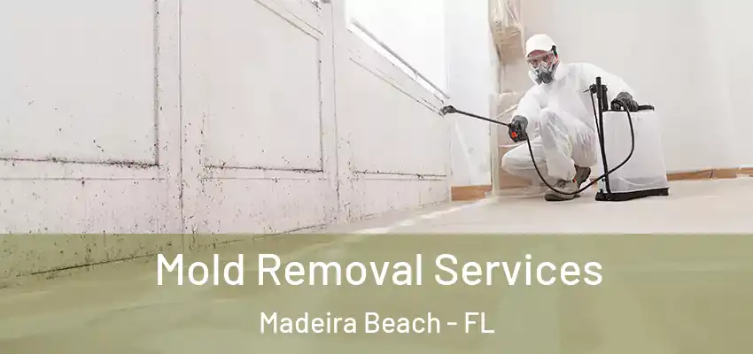 Mold Removal Services Madeira Beach - FL