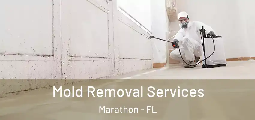Mold Removal Services Marathon - FL