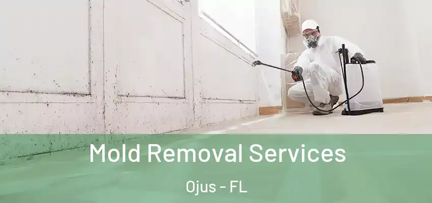 Mold Removal Services Ojus - FL