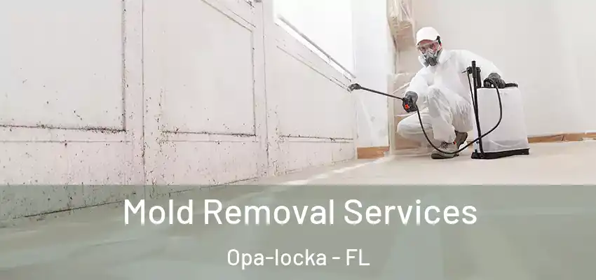 Mold Removal Services Opa-locka - FL