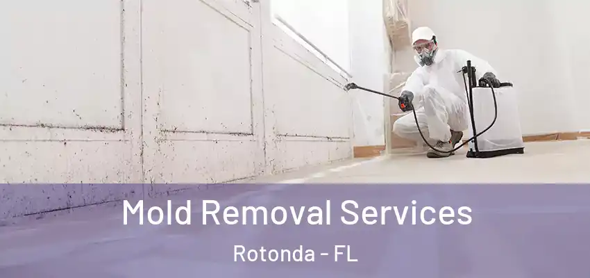  Mold Removal Services Rotonda - FL