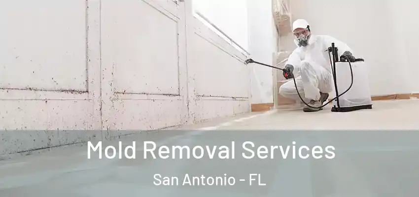 Mold Removal Services San Antonio - FL