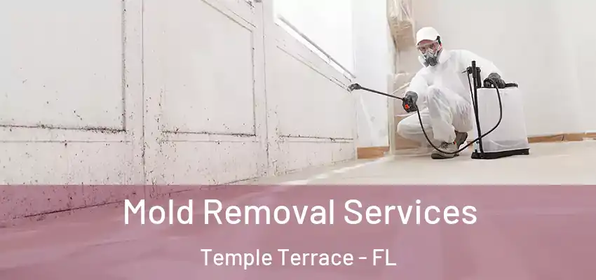 Mold Removal Services Temple Terrace - FL