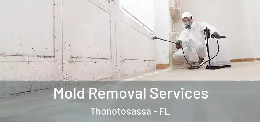 Mold Removal Services Thonotosassa - FL