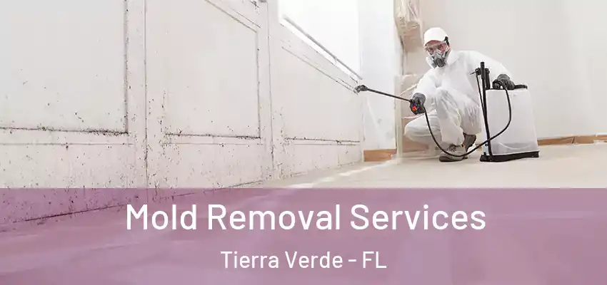 Mold Removal Services Tierra Verde - FL