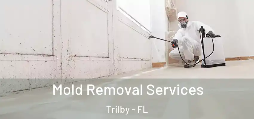 Mold Removal Services Trilby - FL
