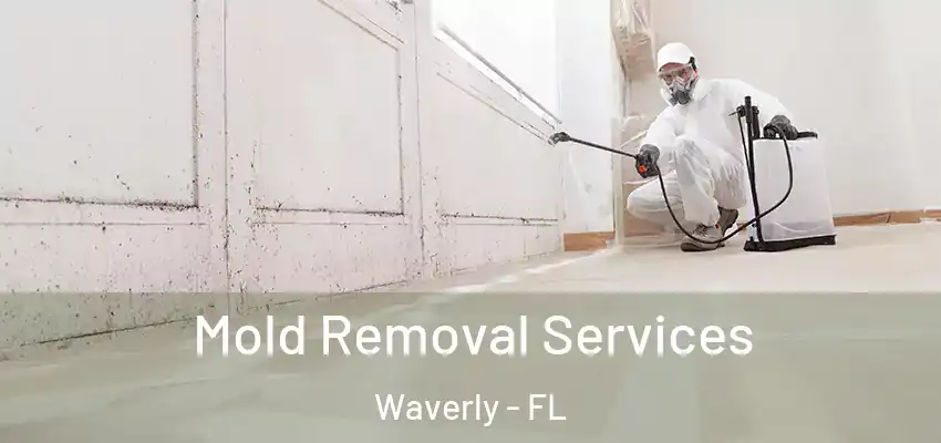 Mold Removal Services Waverly - FL