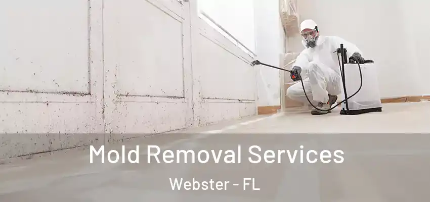 Mold Removal Services Webster - FL